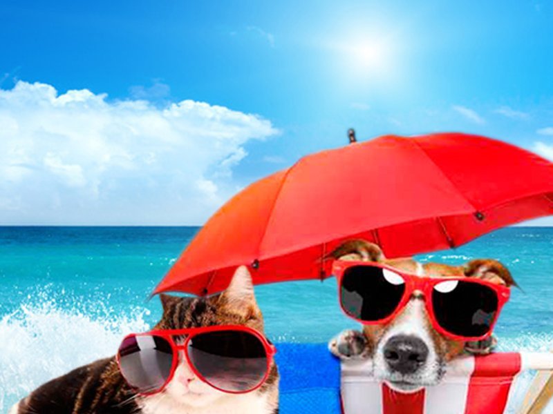 Travel with your pet Magic Cristal Park Hotel Benidorm Travel with your pet Magic Cristal Park Hotel Benidorm